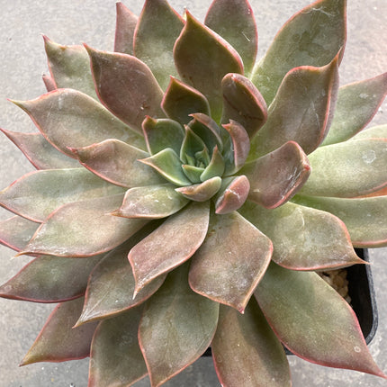 Echeveria ‘Concrete Jungle’ | Echeveria Jungla de Hormigón.