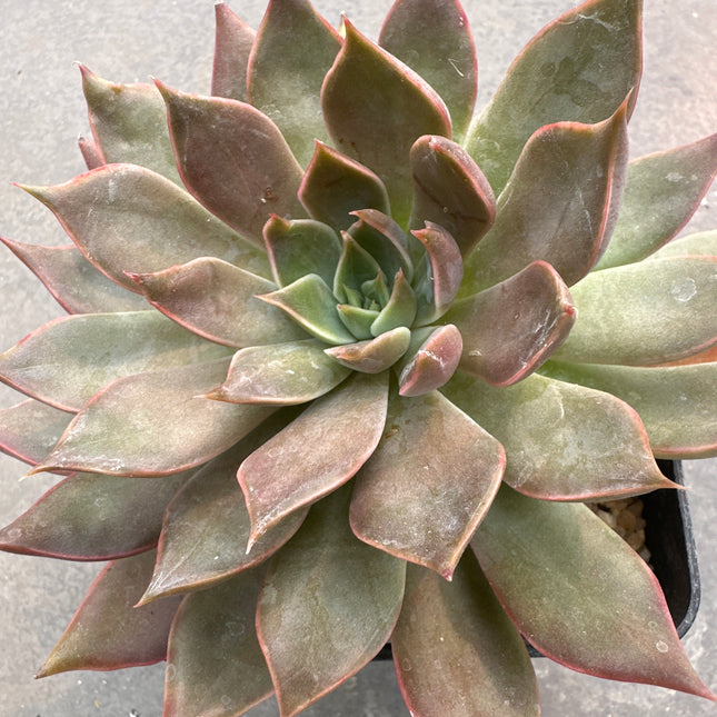 Echeveria ‘Concrete Jungle’ | Echeveria Jungla de Hormigón.