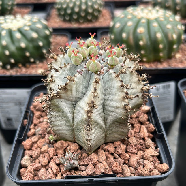 Euphorbia horrida var. Alba