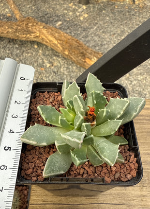 Faucaria bosscheana