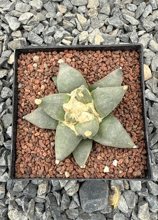 Ariocarpus retusus CITES P-IT-1006