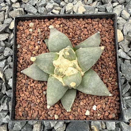 Ariocarpus retusus CITES P-IT-1006