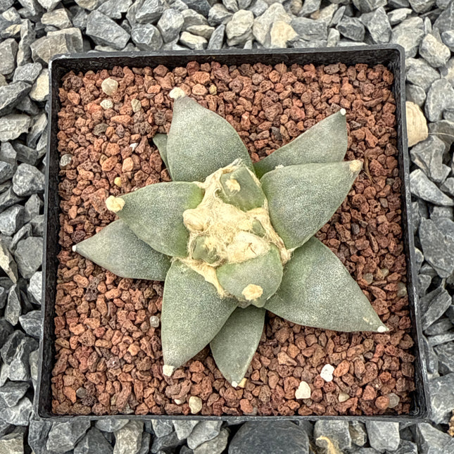 Ariocarpus retusus CITES P-IT-1006