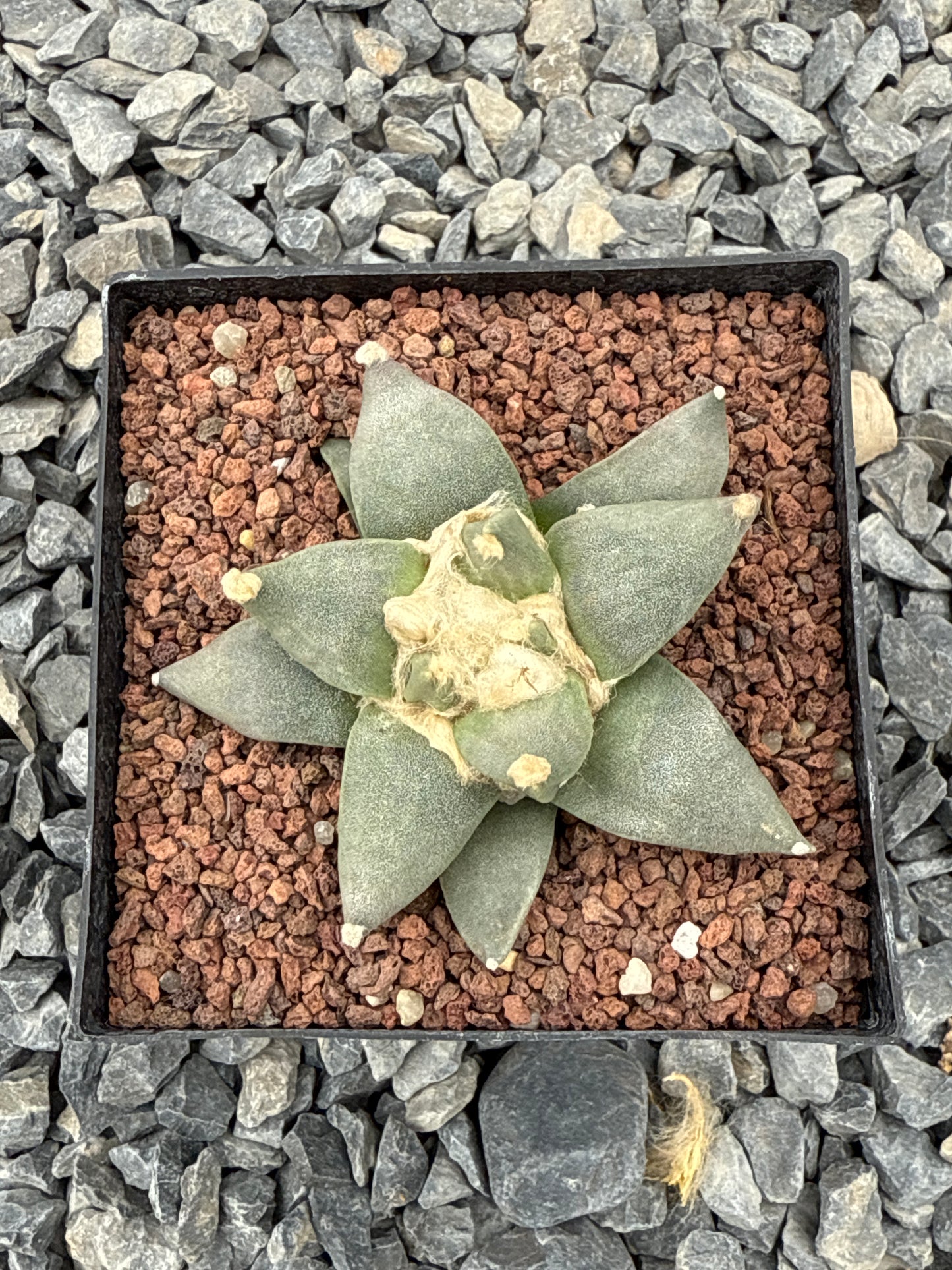 Ariocarpus retusus CITES P-IT-1006