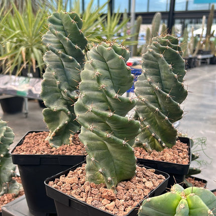 Cereus forbesii ‘Spiralis’