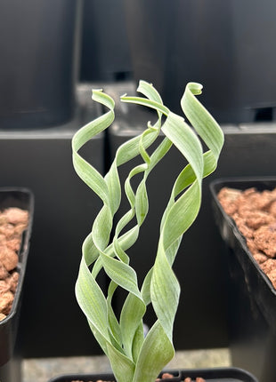 Albuca concordiana