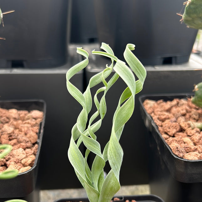 Albuca concordiana