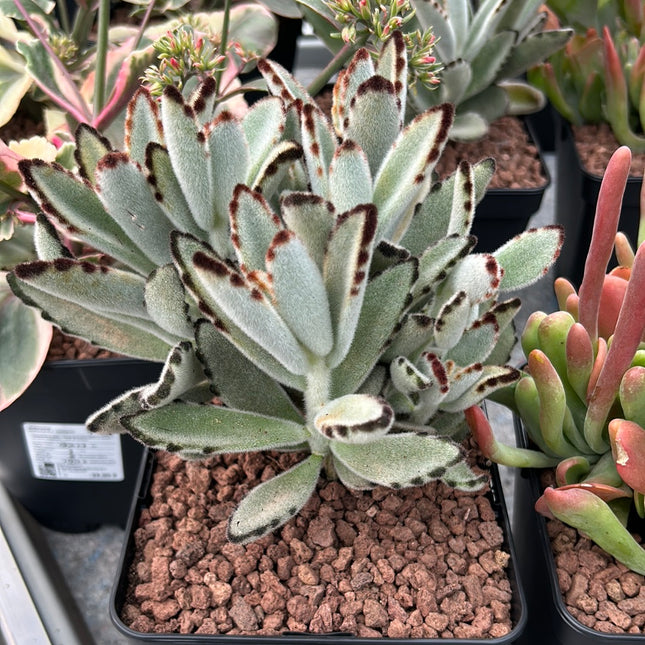 Kalanchoe tomentosa