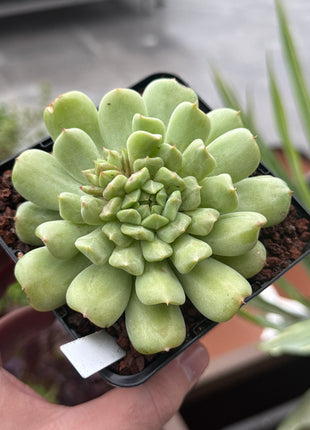 Echeveria 'Irish Mint'