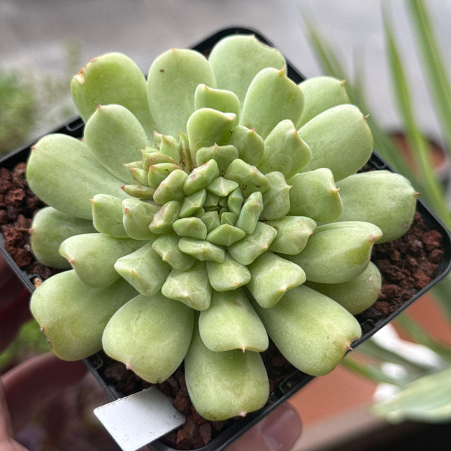 irish mint succulent Echeveria 'Irish Mint' – DesertSTORE.es