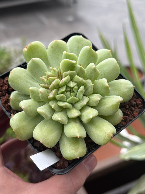 Echeveria ‘Irish Mint’