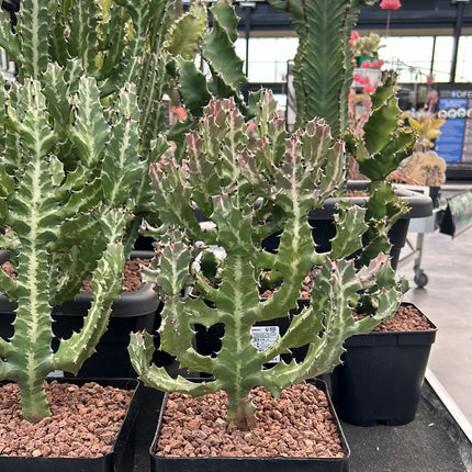 Euphorbia lactea
