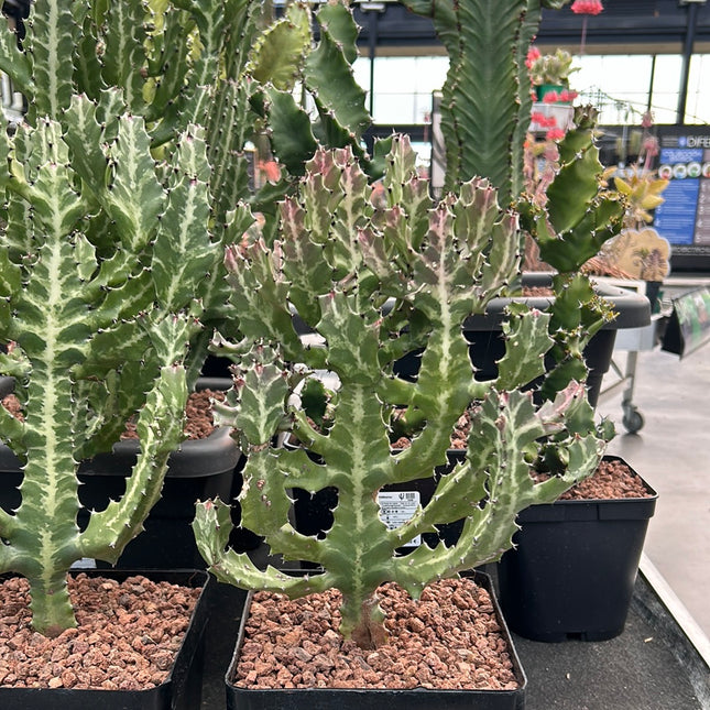 Euphorbia lactea
