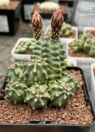 Echinocereus triglochidiatus f. inermis