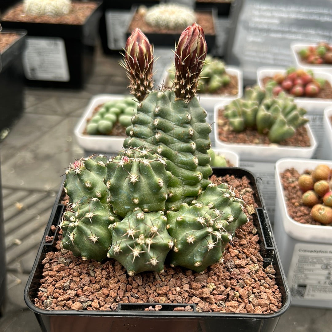 echinocereus pflege Echinocereus triglochidiatus f. inermis – DesertSTORE.es