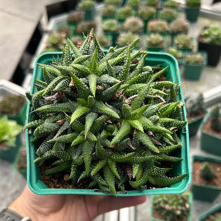 Haworthiopsis attenuata 'Concolor'