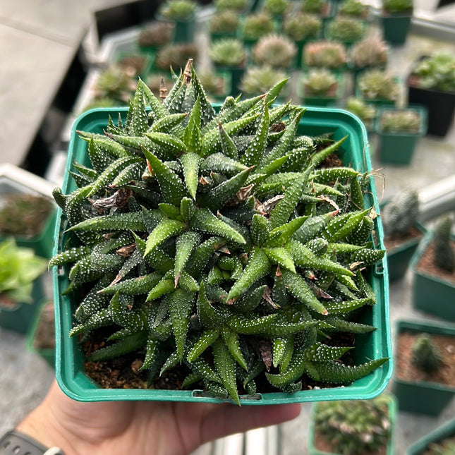 Haworthiopsis attenuata ‘Concolor’