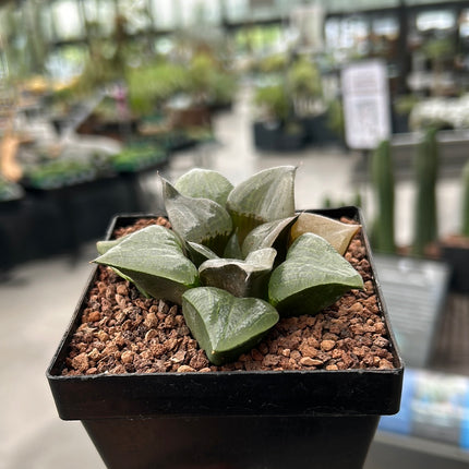 Haworthia comptoniana 'Cowebbing'