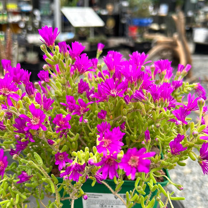 Drosanthemum floribundum