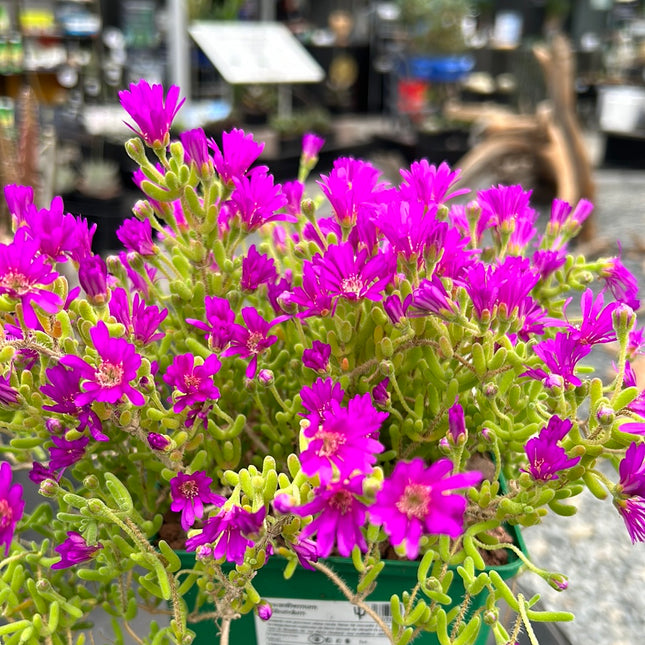 Drosanthemum floribundum
