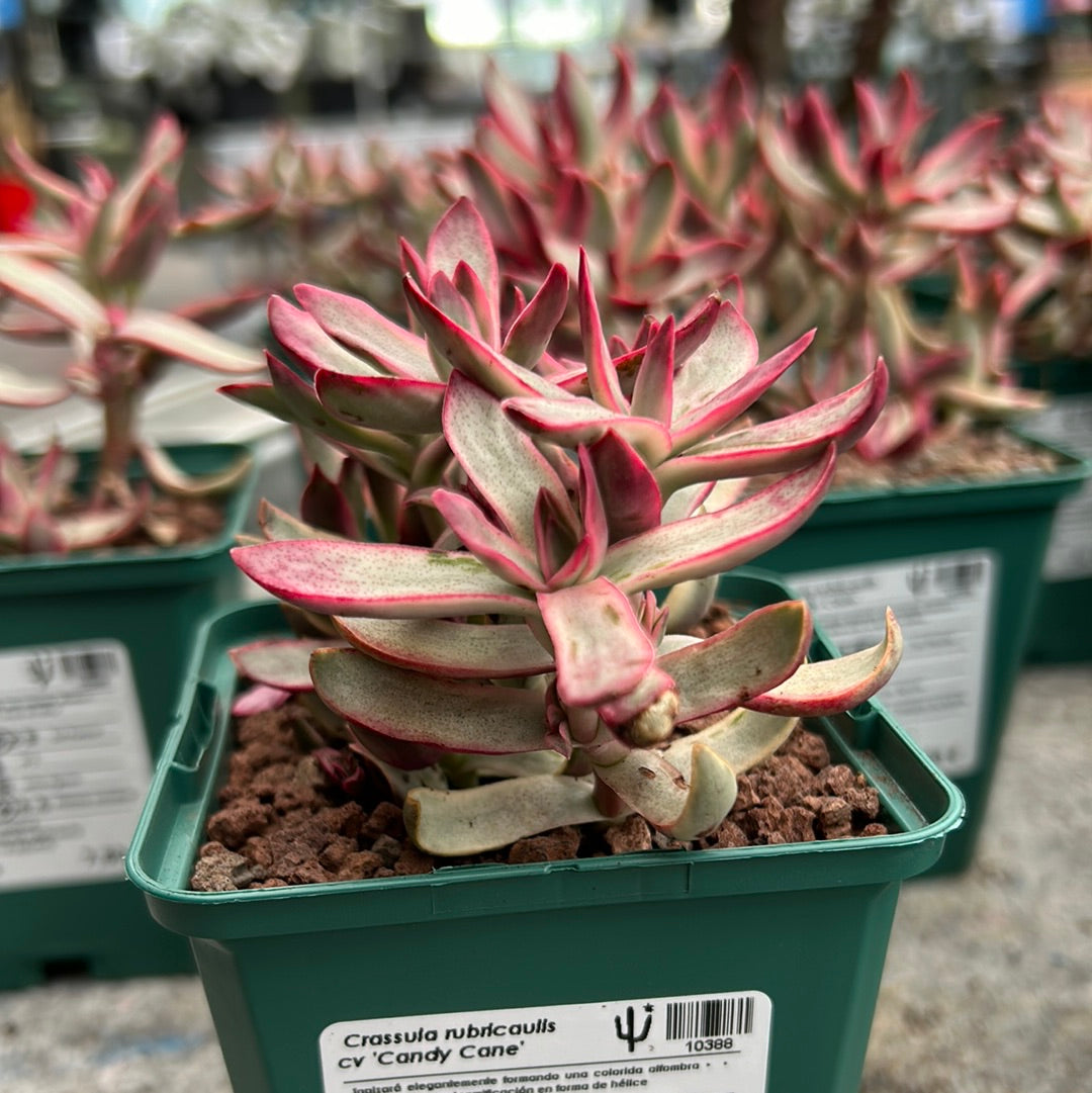 candy cane succulent planet desert Crassula rubricaulis cv. 'Candy Cane' – DesertSTORE.es
