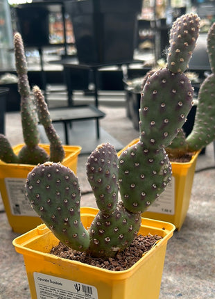 Opuntia Basilaris