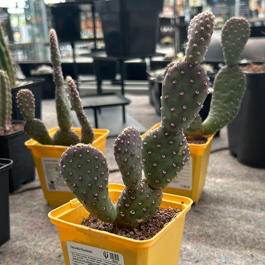 Opuntia basilaris