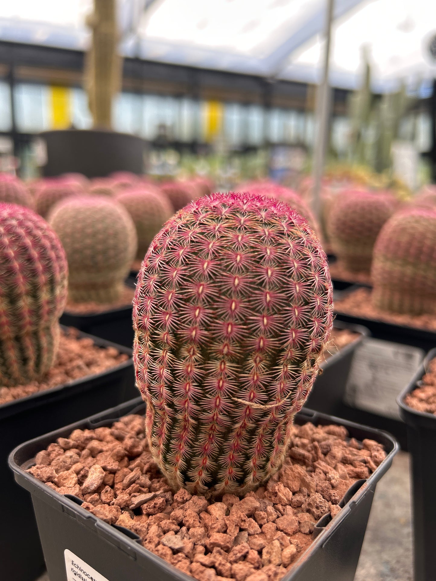 Echinocereus rigidissimus subsp. rubispinus (Barbie Cactus)