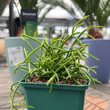 Rhipsalis baccifera