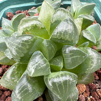 Haworthia retusa var. mutica