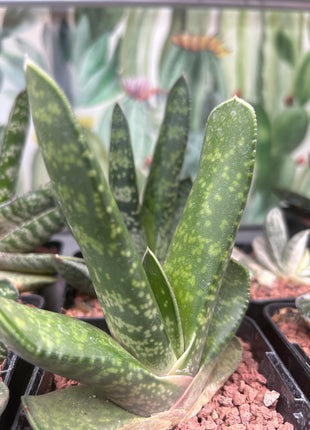 Gasteria disticha var. langebergensis