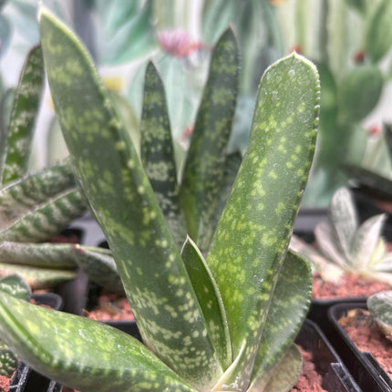 Gasteria disticha var. langebergensis