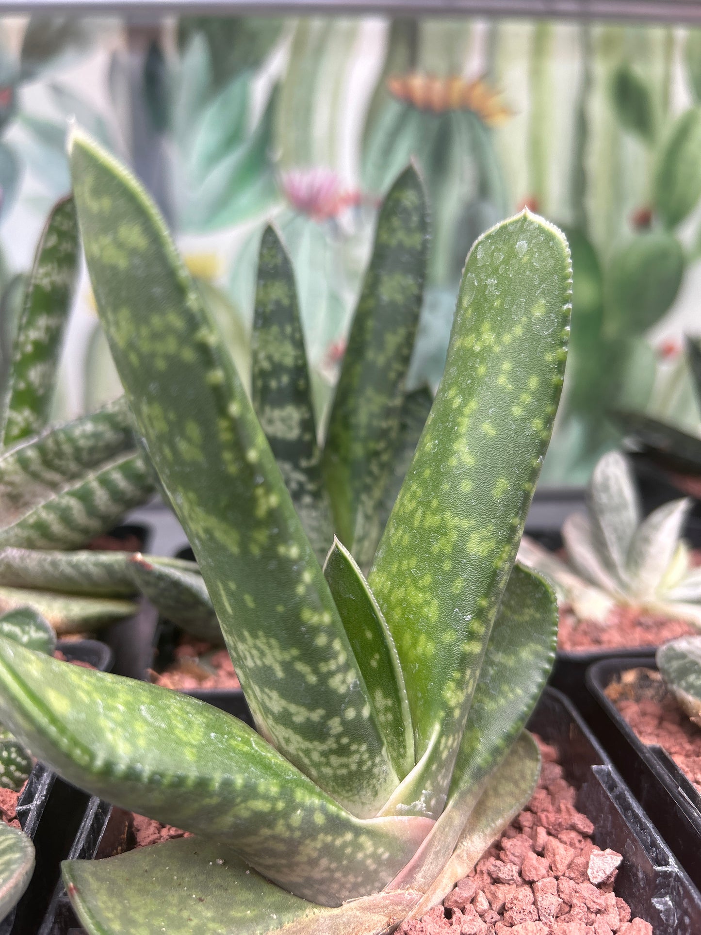 Gasteria disticha var. langebergensis