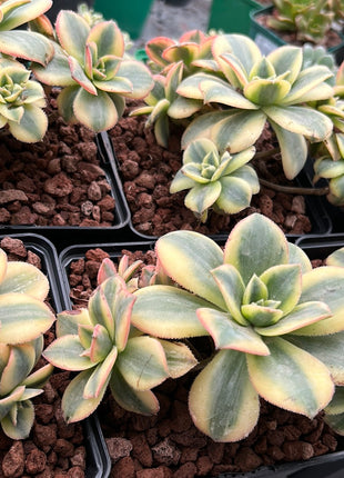 Aeonium florescens