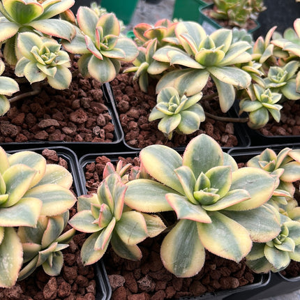 Aeonium florescens
