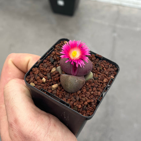 Pleiospilos nelii "Royal Flush"