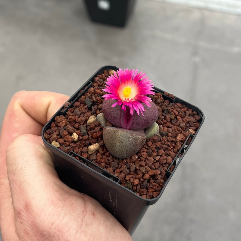 Pleiospilos nelii "Royal Flush"