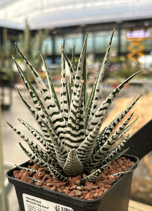 Haworthiopsis attenuata ‘Big Band’