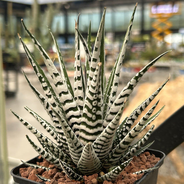 Haworthiopsis attenuata 'Big Band'