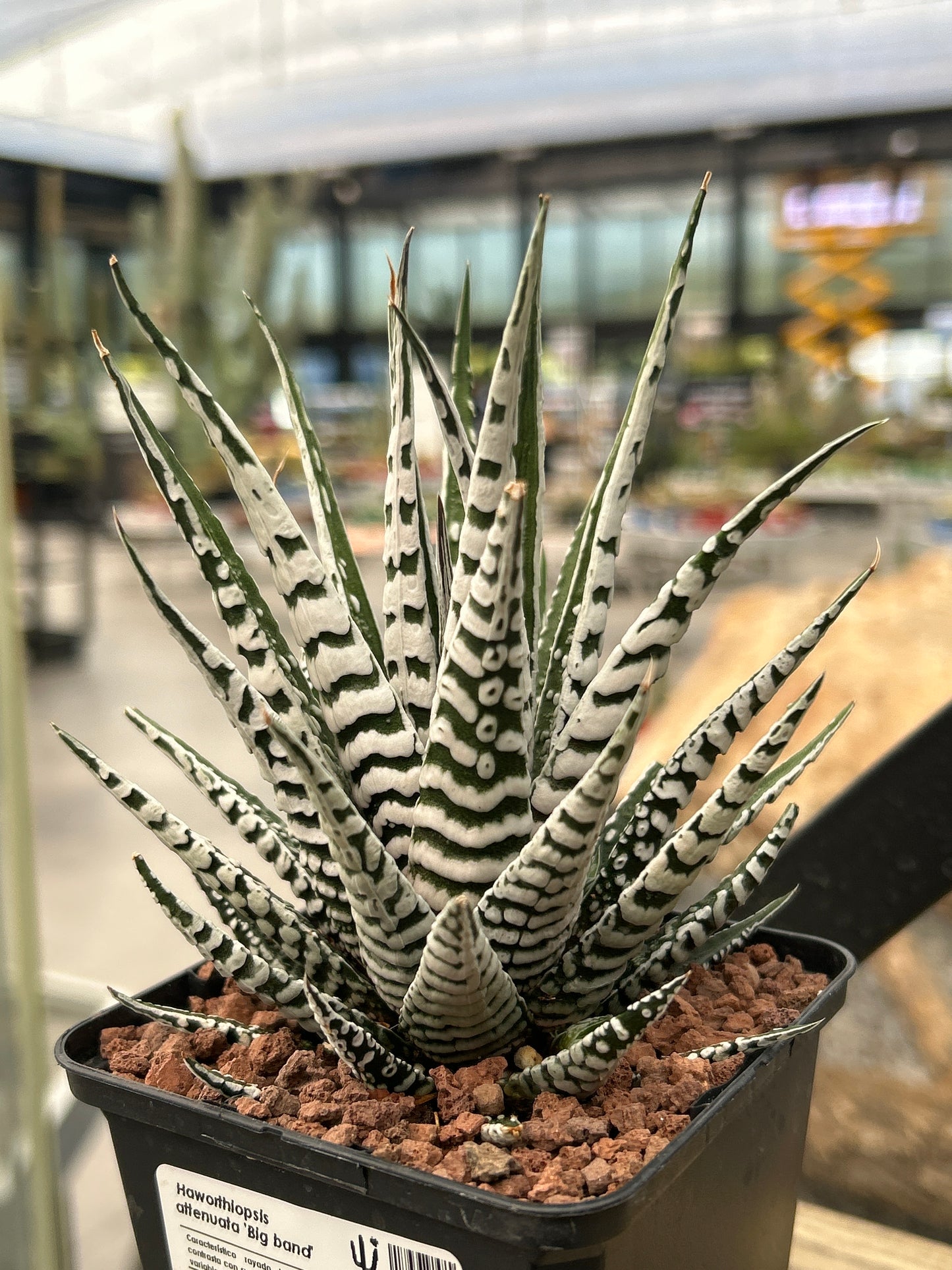 Haworthiopsis attenuata ‘Big Band’