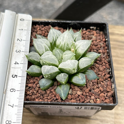 Haworthia „Liebesherz“