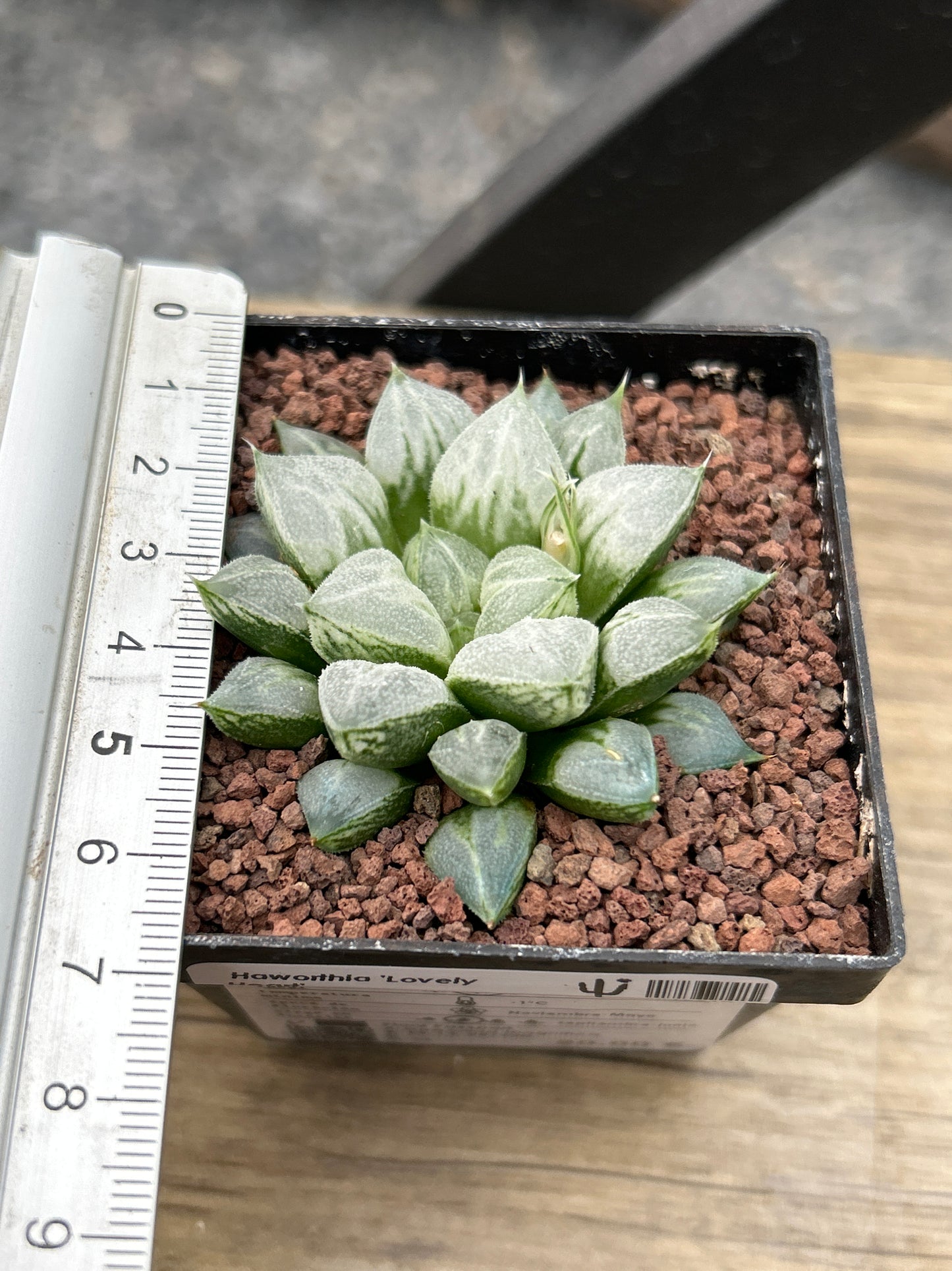 Haworthia 'Love Heart'