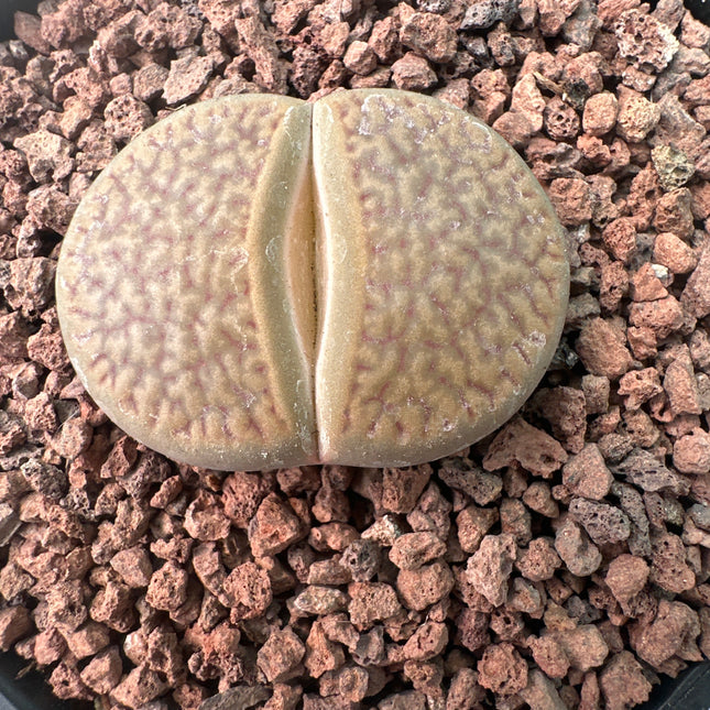 Lithops hookeri var. marginata C154
