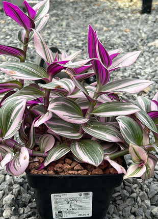 Tradescantia albiflora ‘Nanouk’