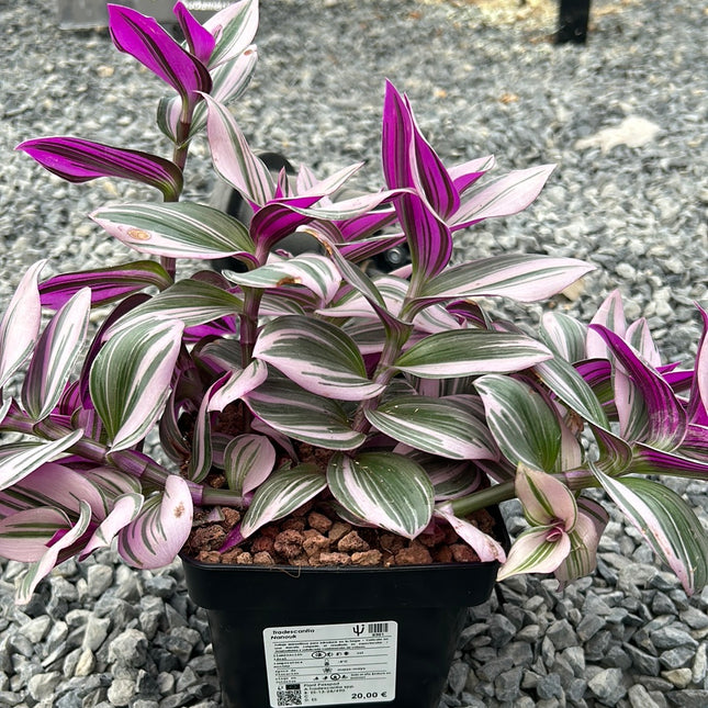Tradescantia albiflora ‘Nanouk’