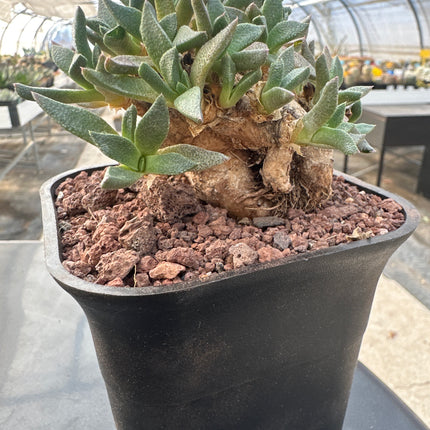 Aloinopsis rubrolineata | Juwelenblatt