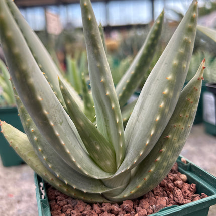 Aloe longistyla