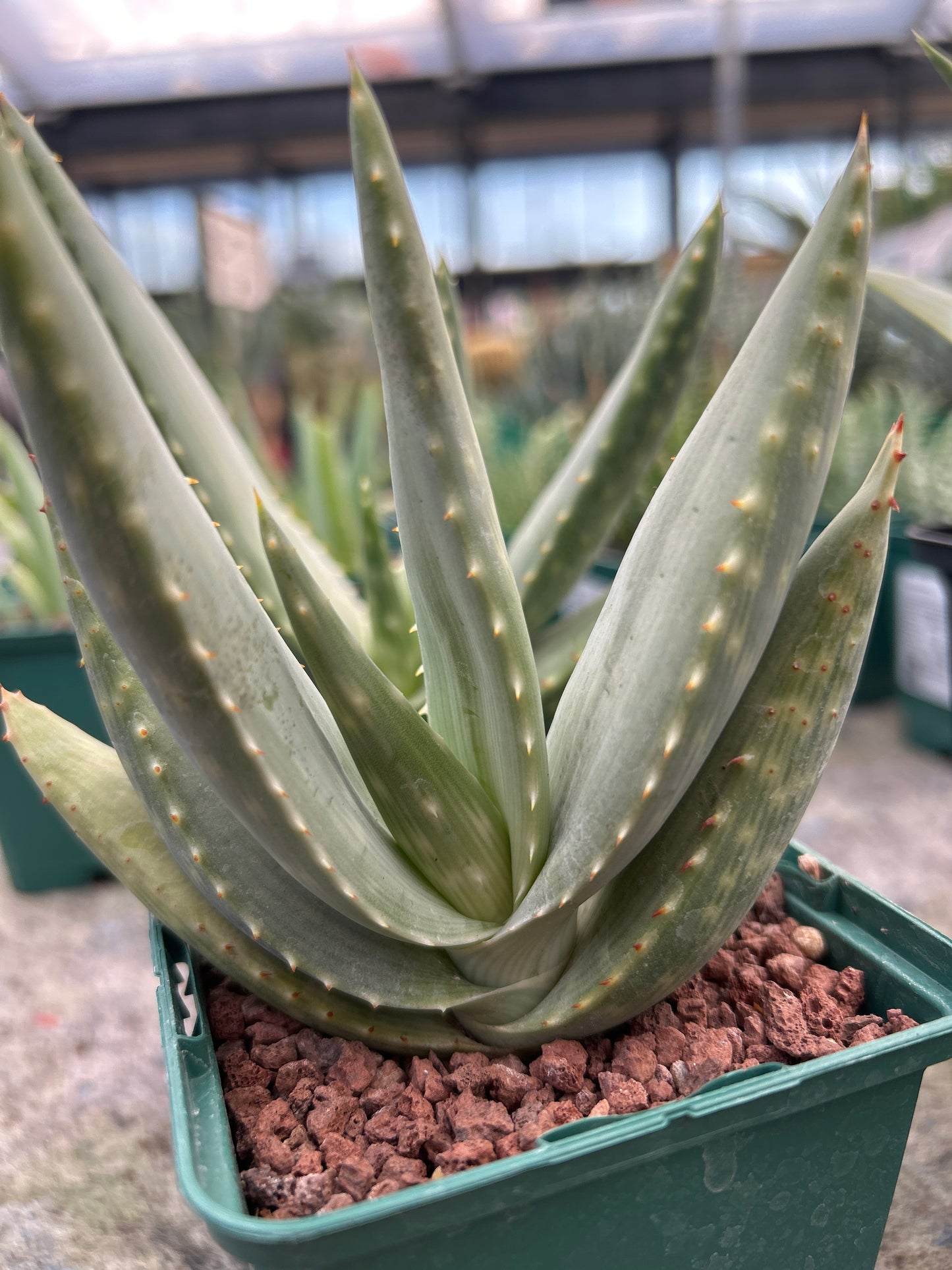 Aloe longistyla