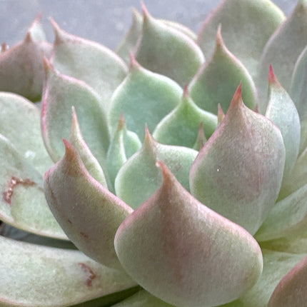 Echeveria cuspitata ‘Menchaca’