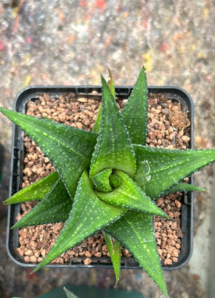 Haworthiopsis venosa var. woolleyi x H. limifolia